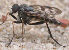 Rhagio mystaceus
